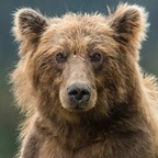 bearr Profile Picture