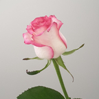 erotic_elea Profile Picture