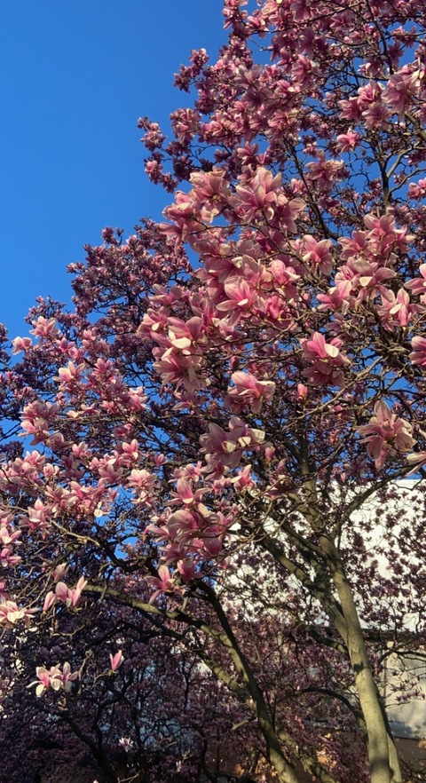 ghosthoneybunny (Ghost bunny) OnlyFans Leaked Videos and Pictures