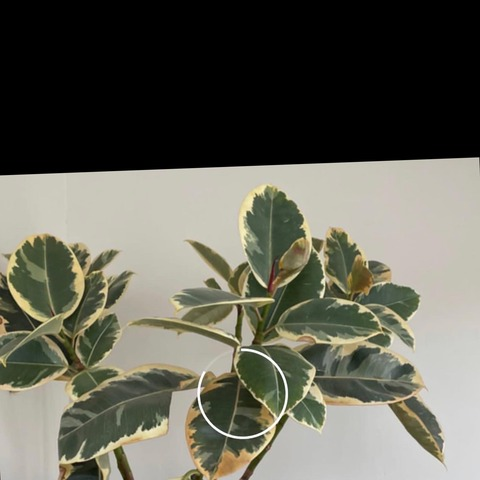 itsava.lynn OnlyFans Leaked - fans4leak.com