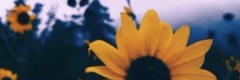 Header of malikaa