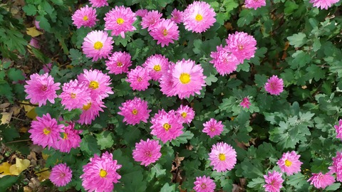 Header of olnifem