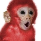 redmankey Profile Picture