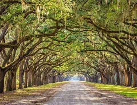 southernbelle79 (Southern Belle) free OnlyFans Leaked Videos and